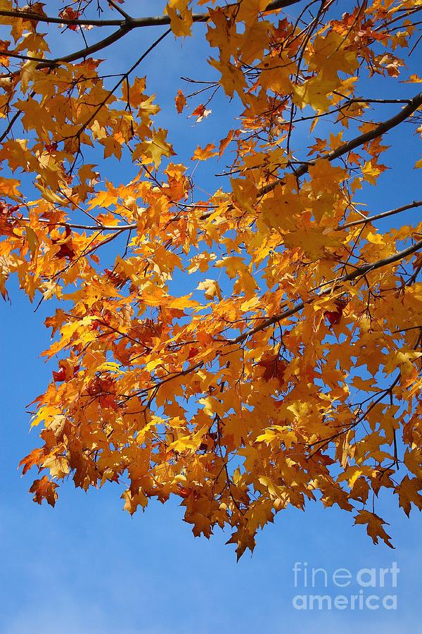 Orange Leaves on Blue Sky Photograph by Veronica Batterson
