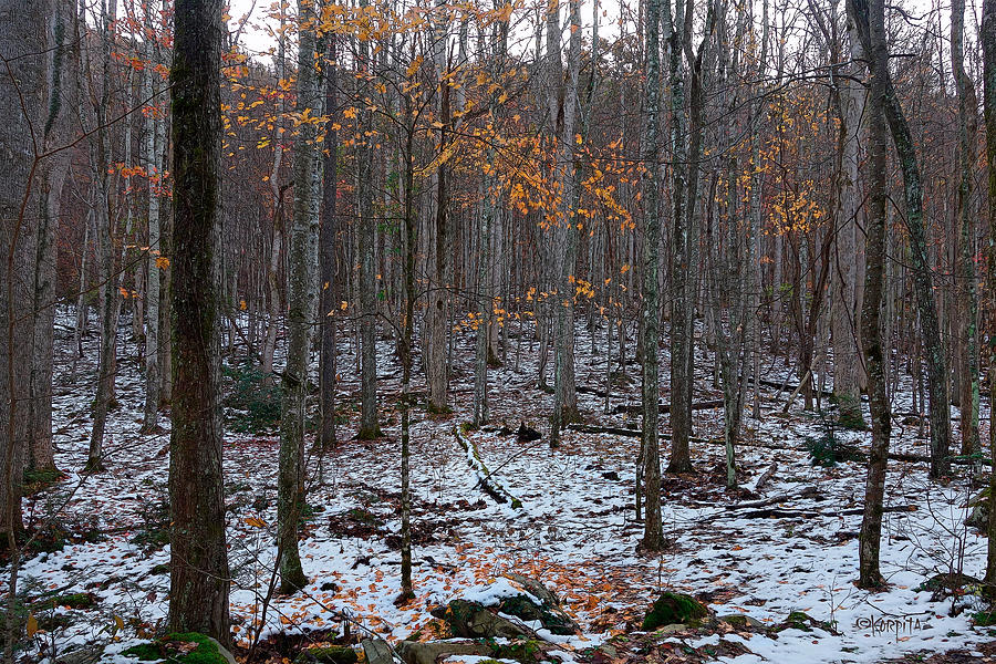 Orange Leaves on Snow - A Glance into the Woods Photograph by Rebecca Korpita
