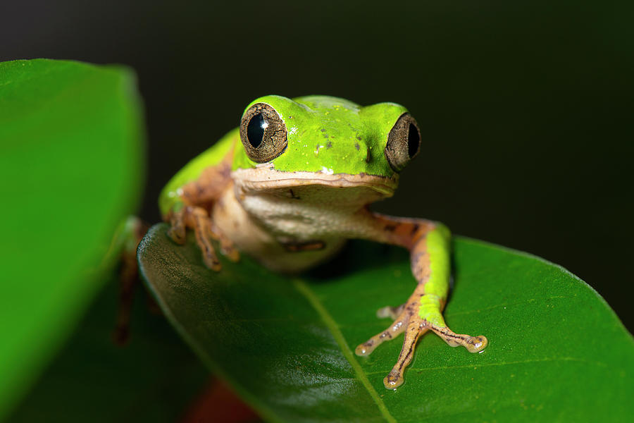 Orange-legged Leaf Frog Photograph by Louise Murray/science Photo Library