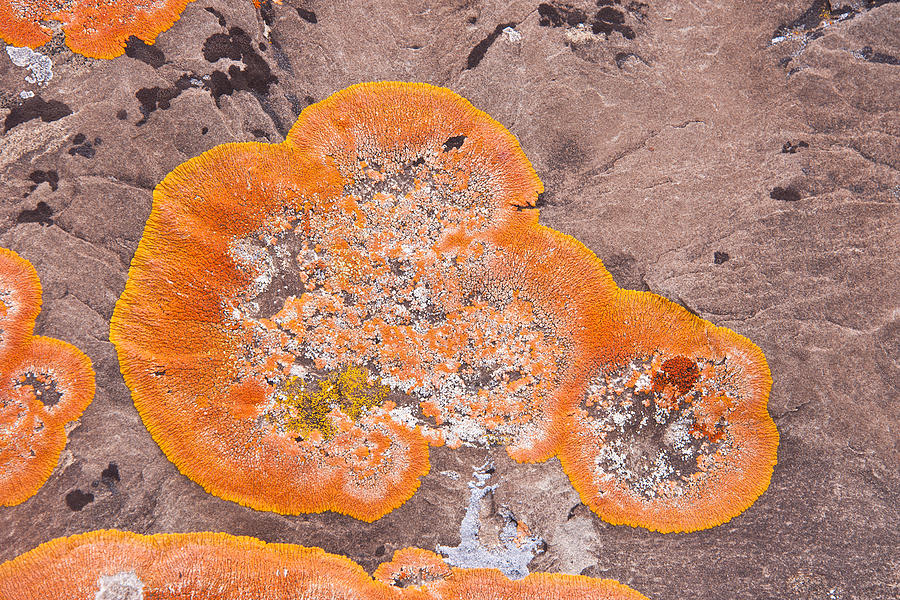 Orange Lichen Photograph by Andrew J. Martinez
