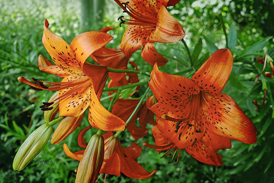 Orange Lilies Photograph by Ann Powell