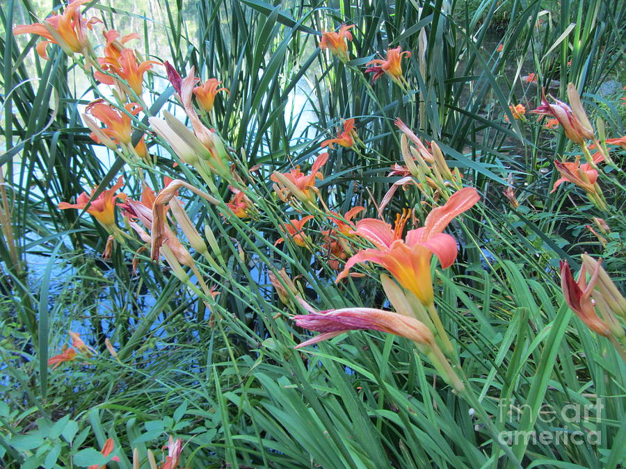 Orange Lilies At The Pond Photograph by Susan Carella