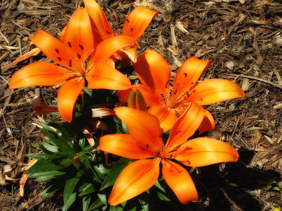 Orange Lilies Photograph