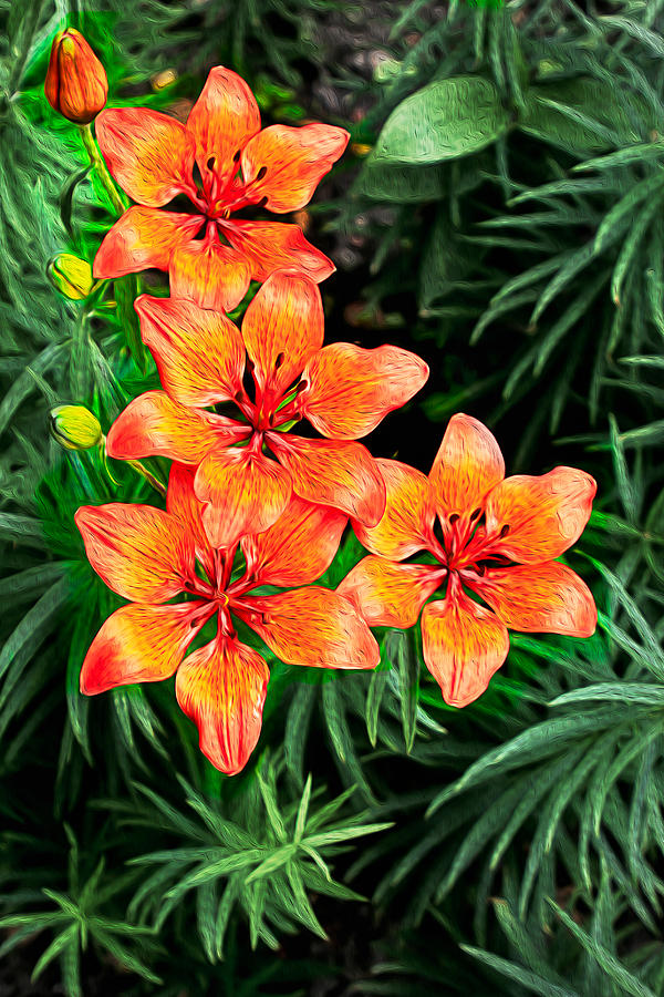 Flower Photograph - Orange Lilies by Matt Create