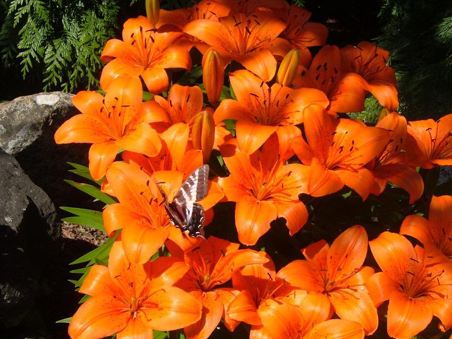 Orange Lilies Photograph by Sharon Duguay