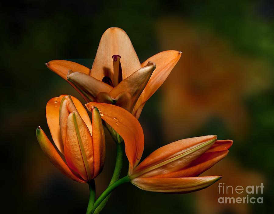 Orange Lilies Photograph by Shirley Mangini