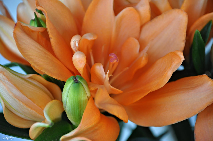 Orange Lilies Photograph by Teresa Blanton