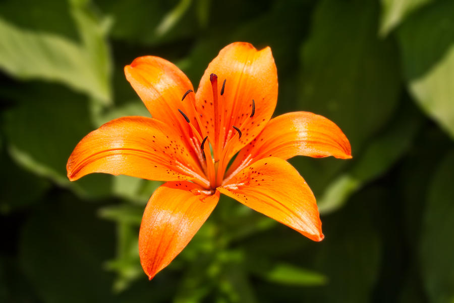Summer Photograph - Orange Lillie by Michael Porchik