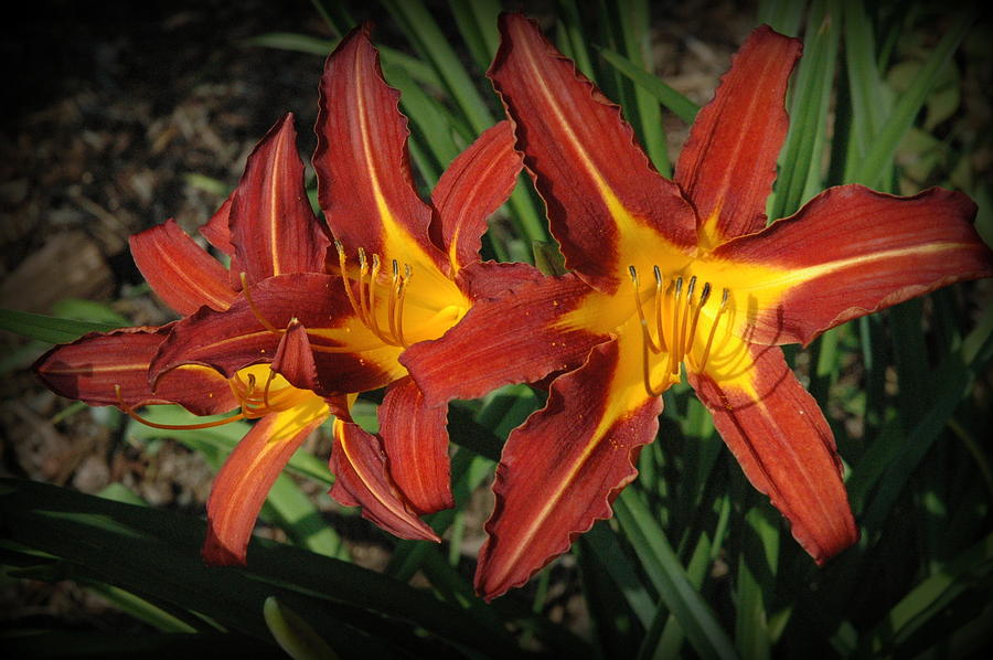 Flower Photograph - Orange Lillies by Linda Covino