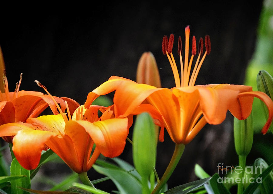 Orange Lilly Photograph by Nava Thompson