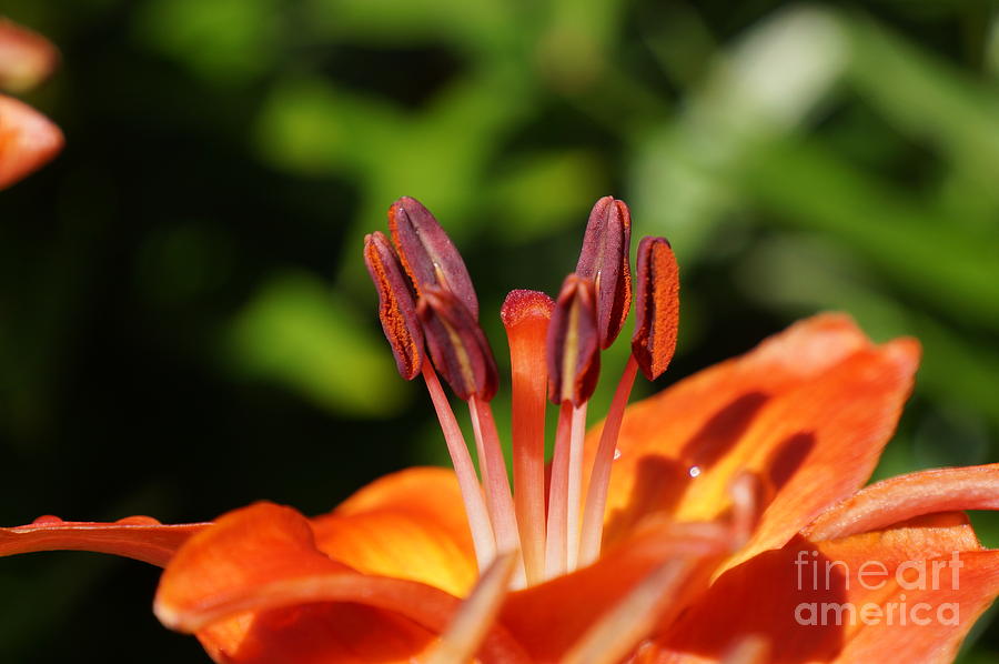Lily Photograph - Orange Lily by Zori Minkova