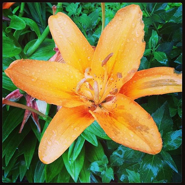Lily Photograph - #orange #lily After The #rain Is Still by Teresa Mucha