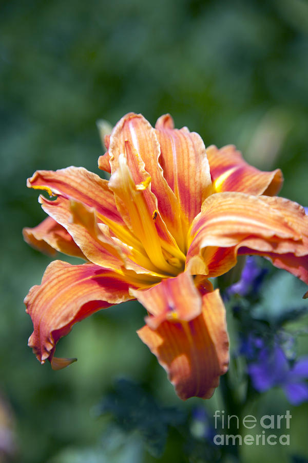 Orange Lily Photograph