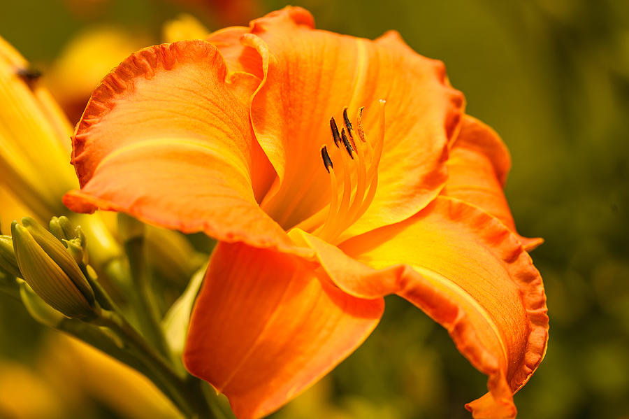 Orange Lily Photograph by Ben Graham