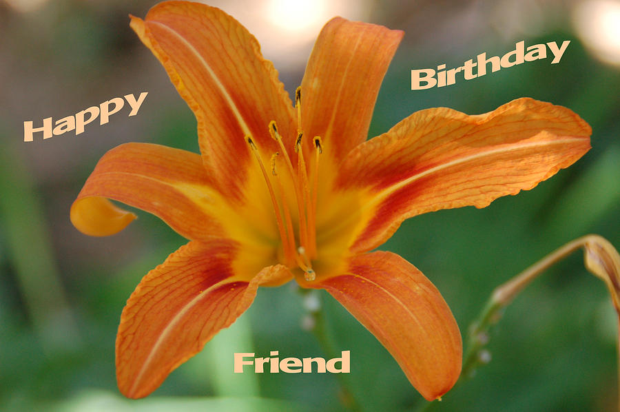 Orange Lily Birthday Photograph by Aimee L Maher ALM GALLERY