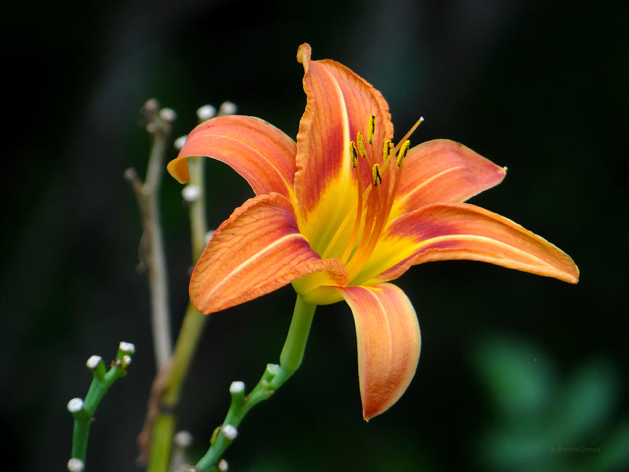 Orange Lily Photograph by Dark Whimsy