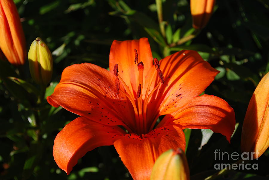 Lily Photograph - Orange Lily  by DejaVu Designs