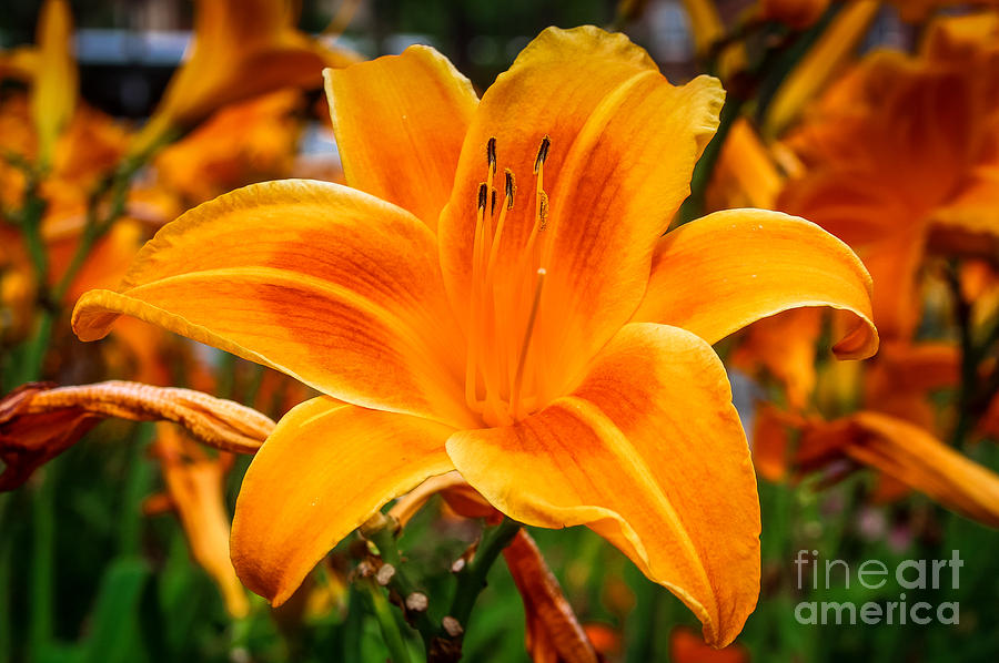Lily Photograph - Orange Lily  by Elizabeth Ann