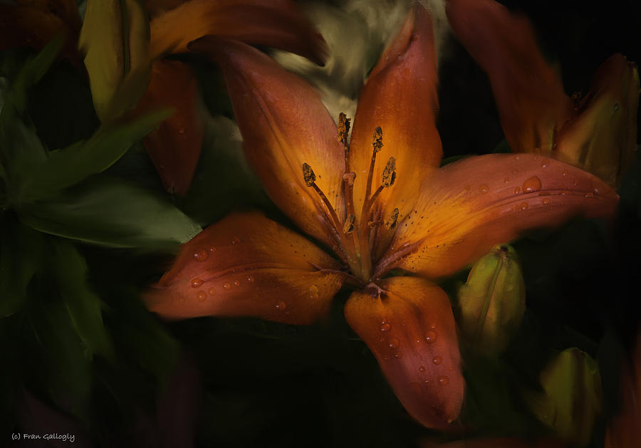 Orange Lily Photograph by Fran Gallogly