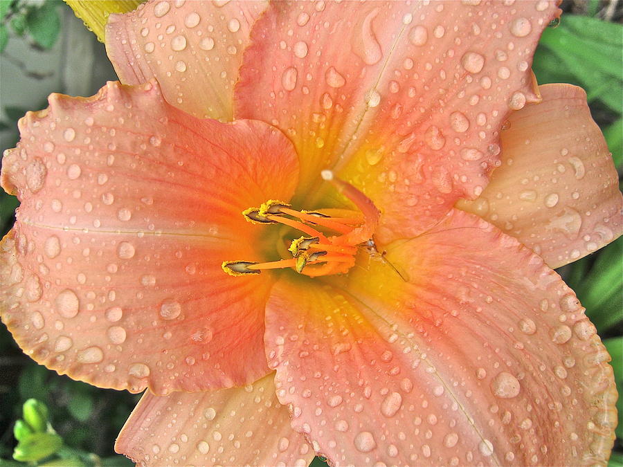 Orange Lily in Rain Photograph by Anna Ruzsan
