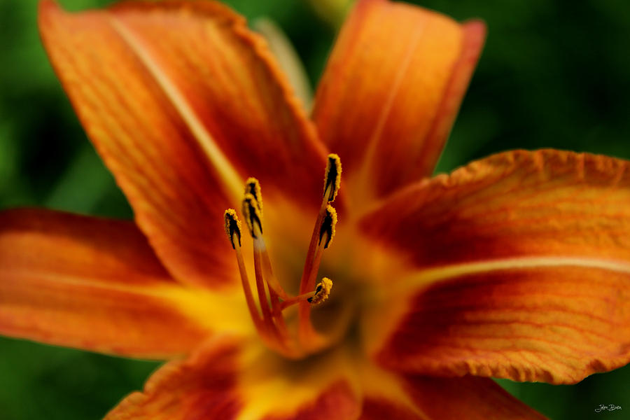Lily Photograph - Orange Lily by Julien Boutin