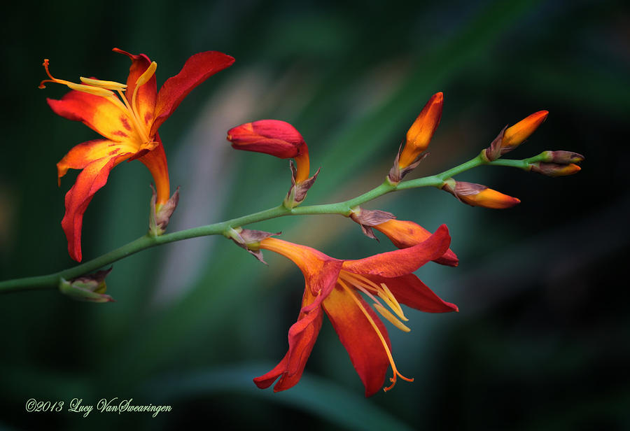 Orange Lily Photograph by Lucy VanSwearingen