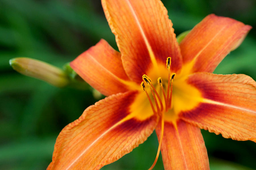 Orange Lily Photograph by Melissa Wyatt - Fine Art America