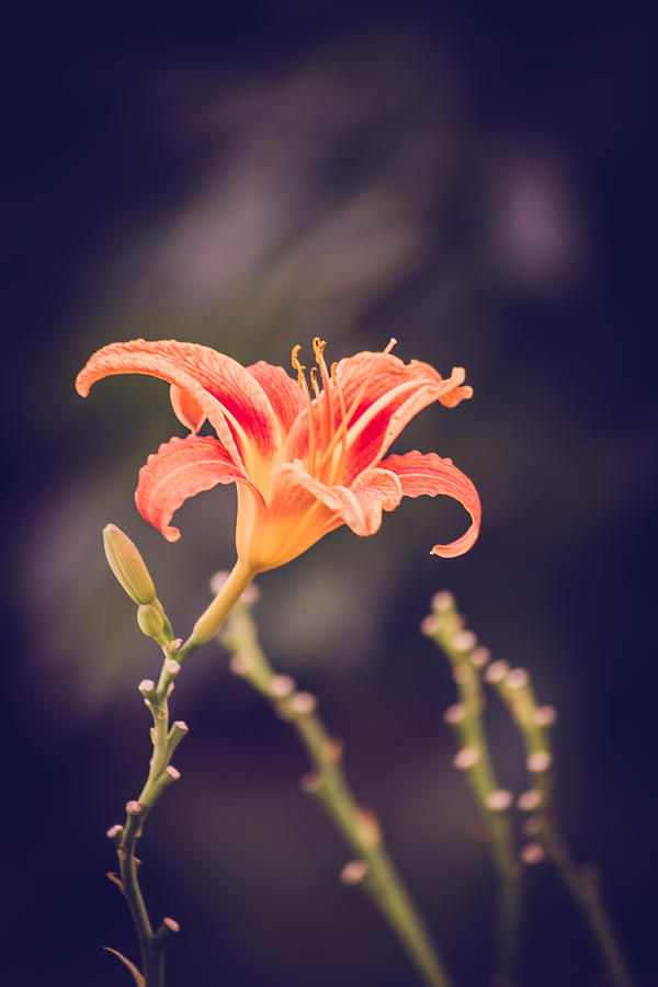 Orange Lily Photograph by Sara Frank