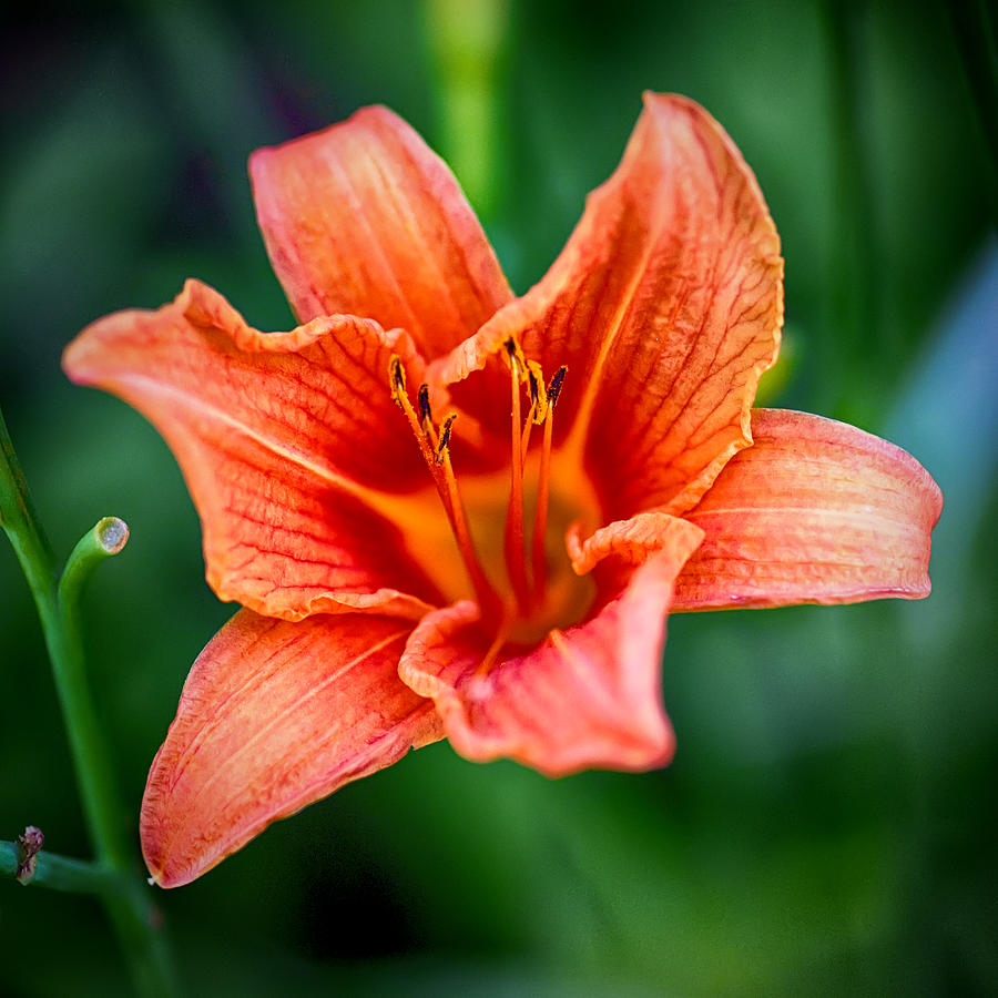 Orange Lily Photograph by Sennie Pierson