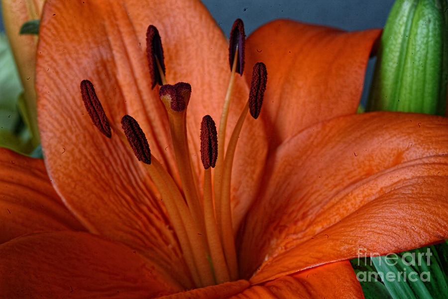 Orange Lily Photograph by Shirley Mangini