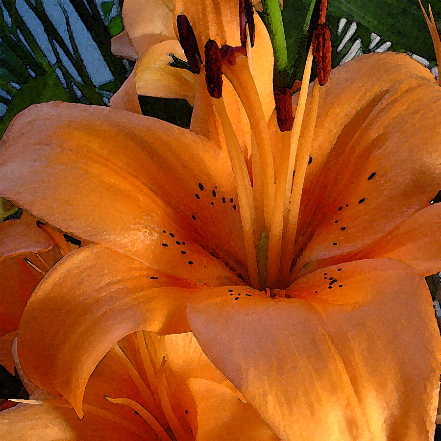 Orange Lily Photograph by Stephen Prestek