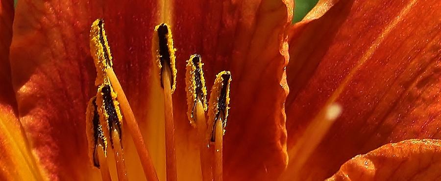 Orange Lily Suprise Photograph by Bruce Bley