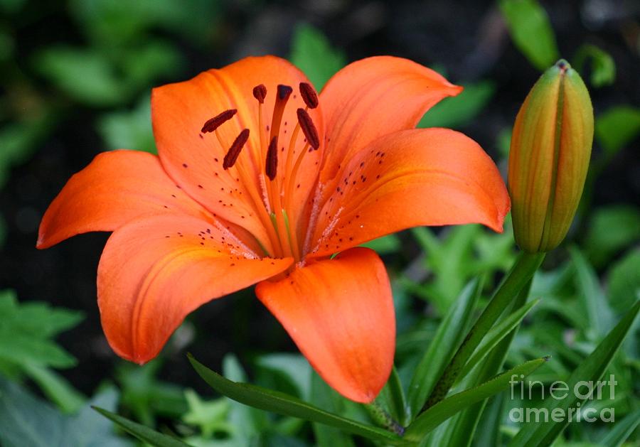 Orange lily Photograph by Susanne Baumann