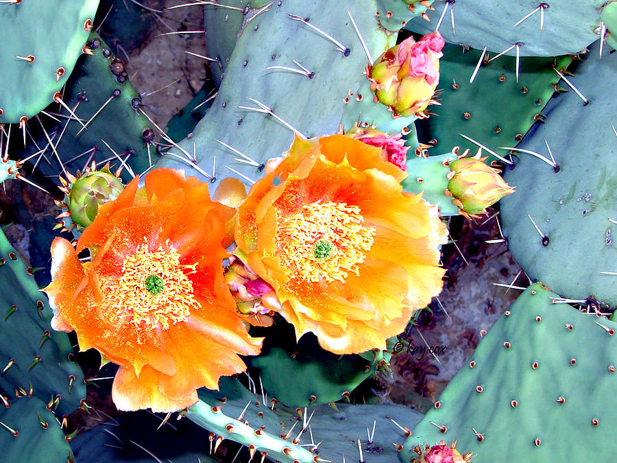 Orange Cactus Photograph by Linda Cox