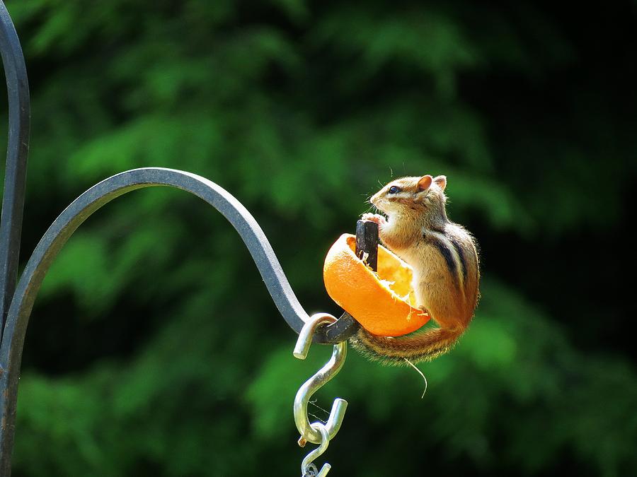Nature Photograph - Orange Loving Chipmunk by MTBobbins Photography