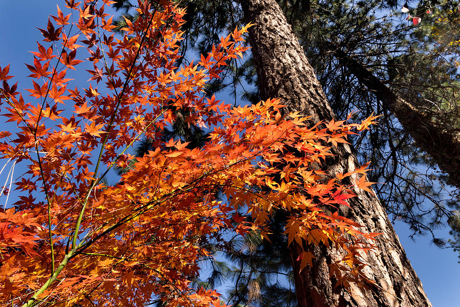 Fall Photograph - Orange Maple by Kathleen Bishop