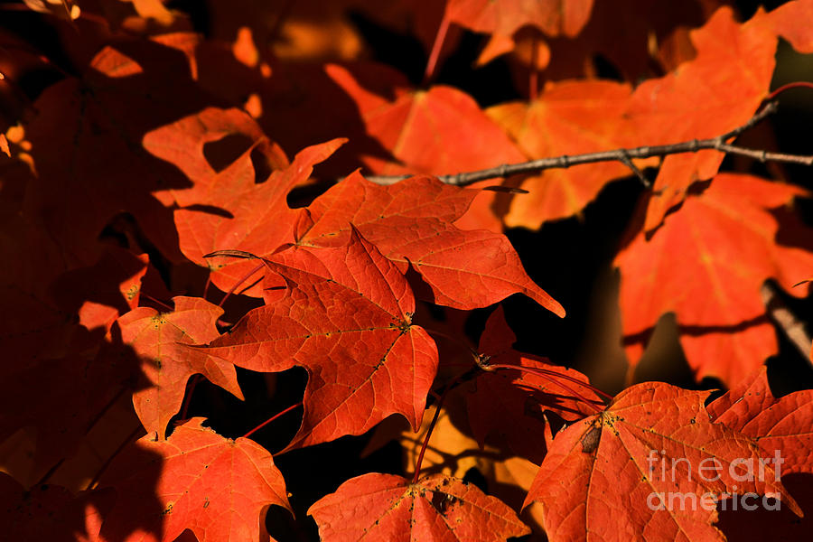 Orange Maple Leaves Photograph by Stan Reckard