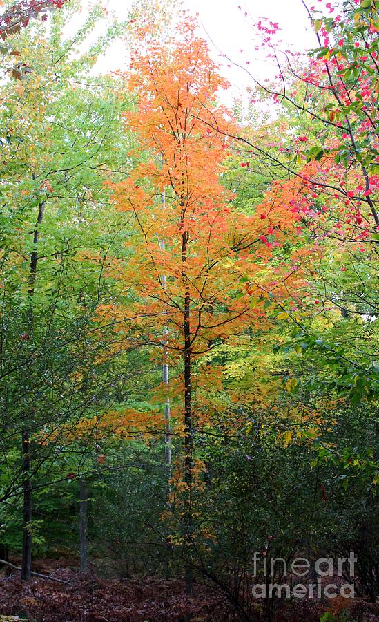 Fall Photograph - Orange Maple by Stephanie Kripa