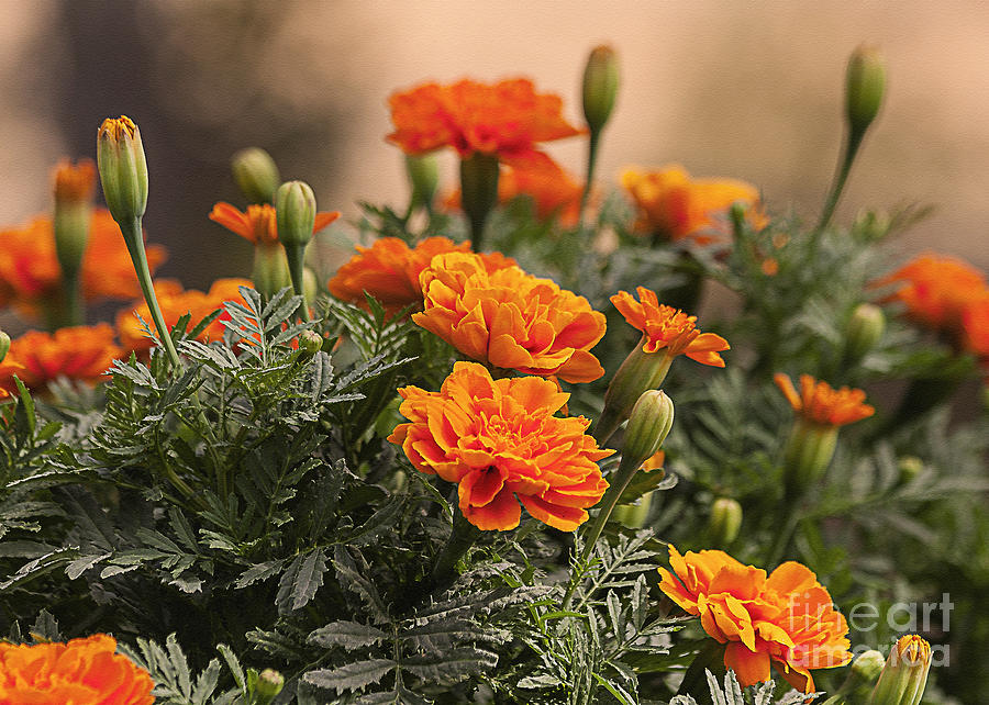 Nature Photograph - Orange Marigolds by Janice Pariza