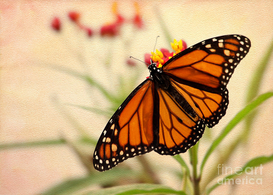 Orange Mariposa Photograph by Sabrina L Ryan