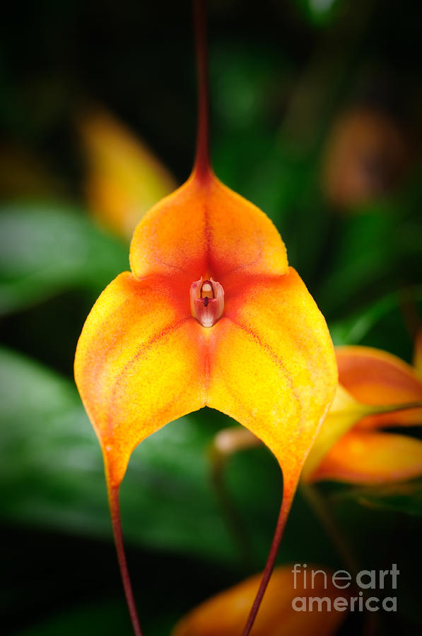 Orange Masdevallia Orchid Photograph by Oscar Gutierrez