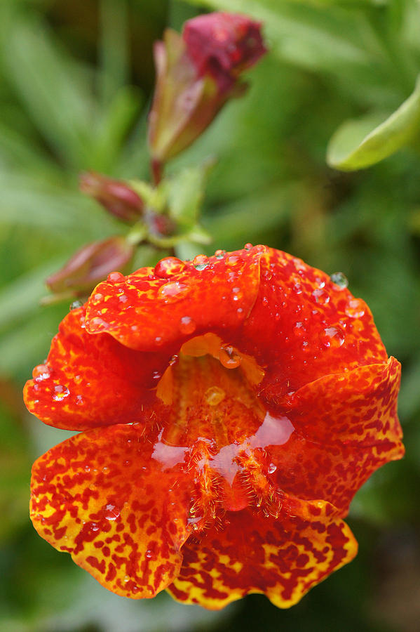Orange Mimulus in Rain Photograph by Shirley Heyn