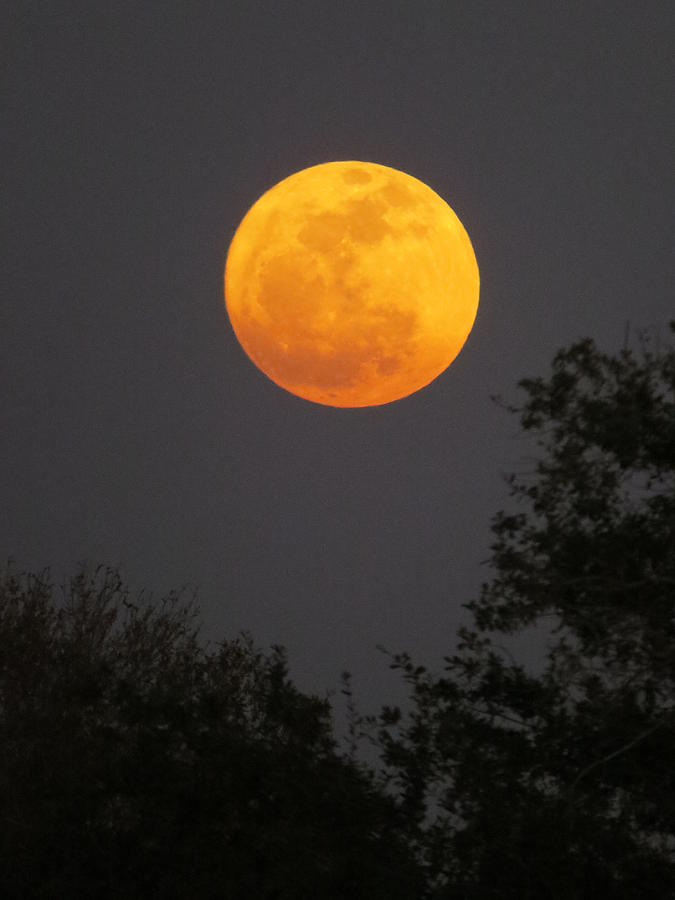 Orange moon Photograph by Zina Stromberg - Pixels