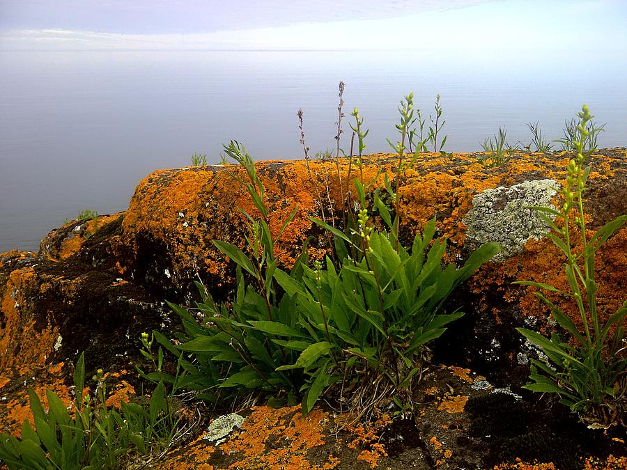 Orange Moss by Lake Superior Photograph by Tim Beebe