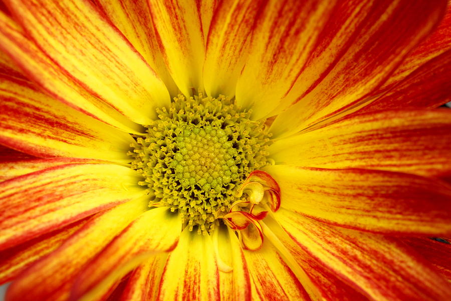 Orange mum Photograph by Elena Crouch - Fine Art America