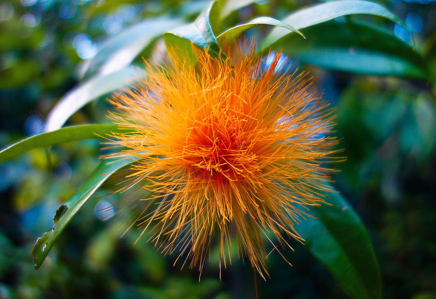 Orange Ohia 2 Photograph by Robert Meyers-Lussier