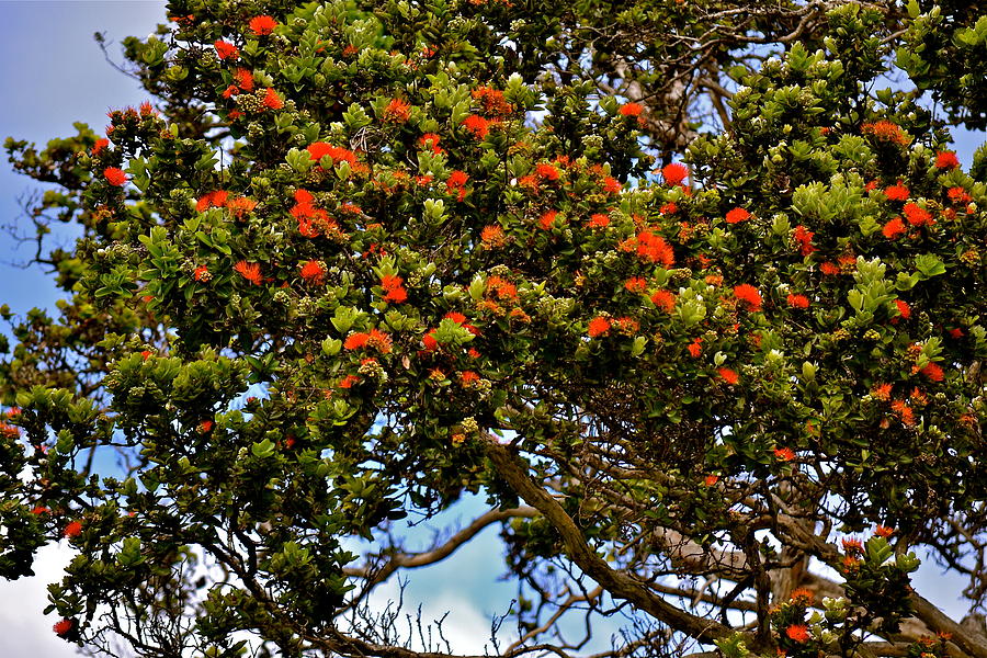 Orange Ohia Lehua in Volcano Photograph by Lehua Pekelo-Stearns