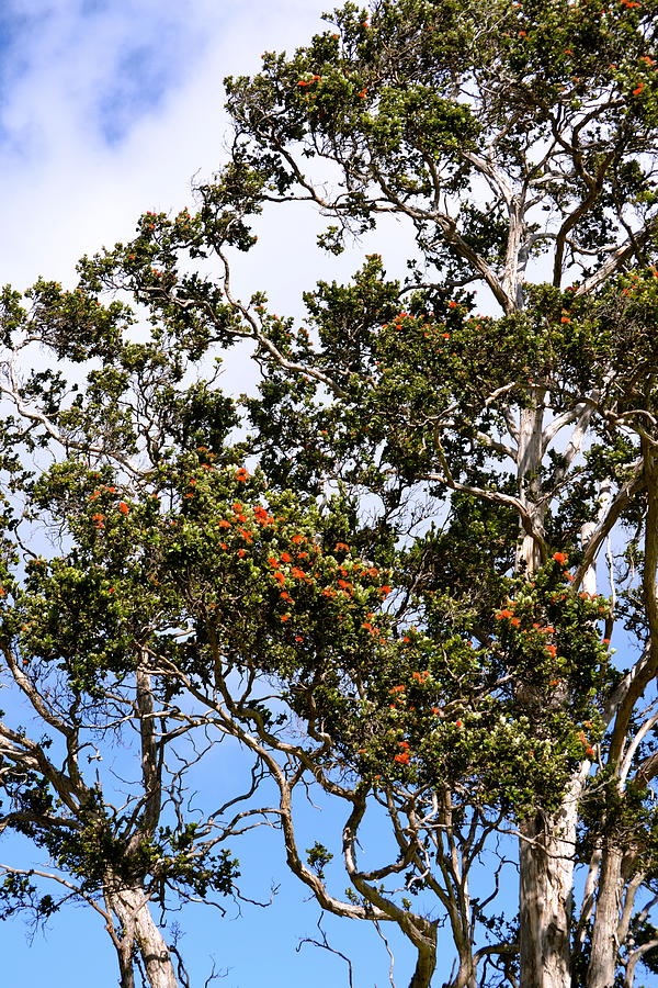 Orange Ohia Lehua Tree Photograph by Lehua Pekelo-Stearns