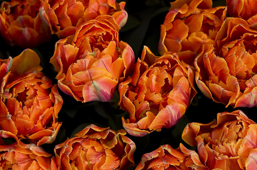 Tulip Photograph - Orange On Black by Nick Boren
