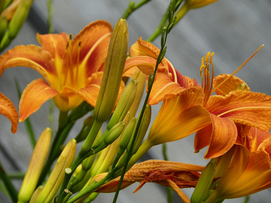 Flowers Still Life Photograph - Orange on Gray by Gene Cyr